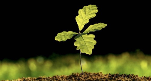 Oak saplings between 6cm - saplings, and