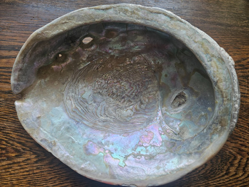 Vintage abalone shell - abalone,