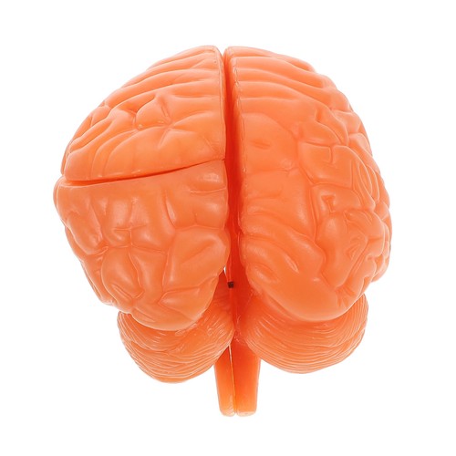 Human brain model anatomical - human,