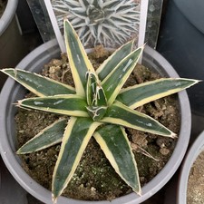 Agave Victoria Reginae white
