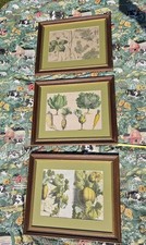 Vintage Botanical Art Prints Vegetables X3 Gallery Wall Country Kitchen 52x44 Cm