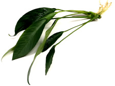 Anubias Congensis "Extra Large" (20-35cm) Live Aquarium Plants Fish Tank