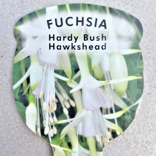 Fuchsia hawkshead 9cm - hawkshead,