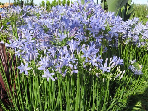 Agapanthus peter pan african - peter,