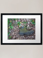 Daisy Root Framed Art Print