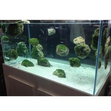 Swimming Rock Aquarium Fish