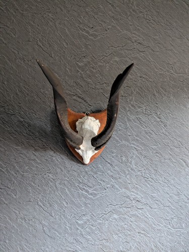Taxidermy bushbuck horns - bushbuck,