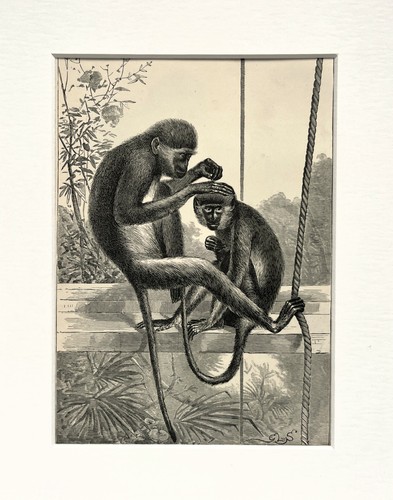 Green red monkey - green,