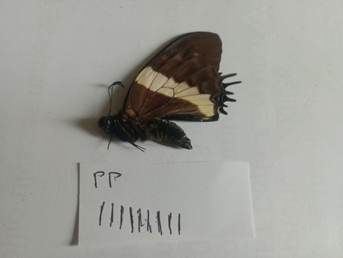 Papilio cacicus male - ,
