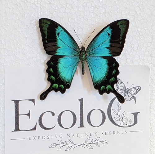 Papilio lorquinianus insect - papilio,