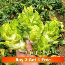 30x Chinese baby Mustard