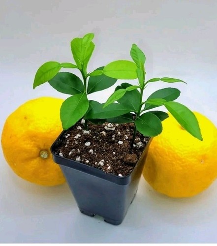 Pot yuzu trees 3 - 2,