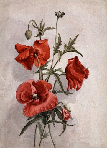 Poppy poppyland floral - poppyland,