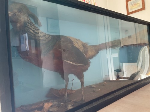 Taxidermy large common - large,