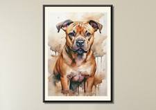 Staffordshire bull terrier - bull,