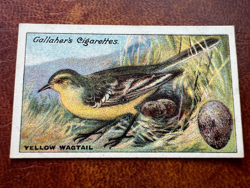 Gallaher birds nests eggs - -,