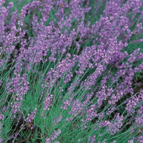 Fresh herb seeds basil thyme - fresh,