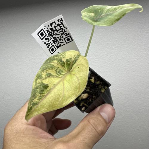 Alocasia azlanii gold - alocasia,