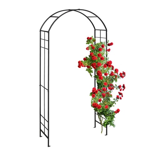 Rose arch climbing - climbing, plant