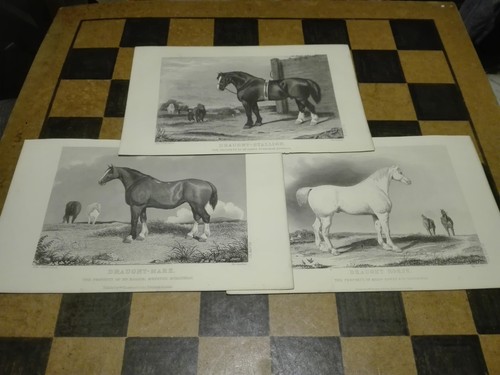 Rare late 19th century - rare,
