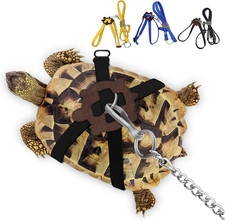 Pet turtle leather - pet,