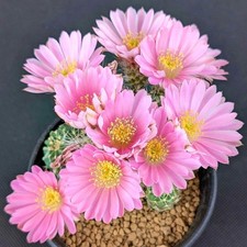Echinocereus aguirrii SEEDS -