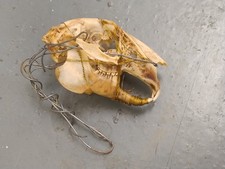 The Real Scull of European Rabbit ( probably Beaver ? ). ( 2 )