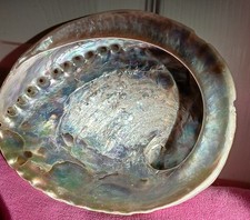 Abalone Seashell Approx 6