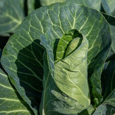 Brassica Plants Garden Ready