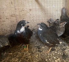 ?Best option  ✳️ 10 ❎ Chinese painted quail Eggs❇️ 2 Extra! ❇️ Free Shipping ✅