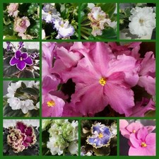BIG SALE African Violet