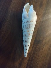 Terebra maculata Linnaeus, 1758 "GIANT BEAUTY!"  (180mm= 7.1 inches) large shell