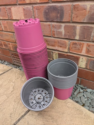 Plant pots used 2 litre - plant,