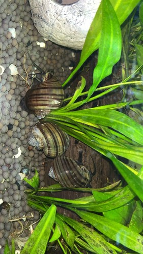 Live freshwater tropical - live,
