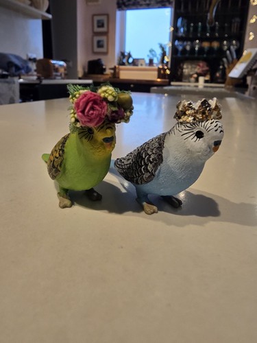 Budgerigar budgie pair - of, bird