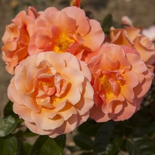 Climbing Rose Scent from