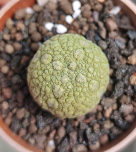 Pseudolithos migiurtinus - pseudolithos,