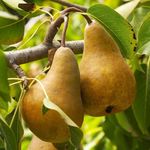Pear tree - (beurre, bosc)