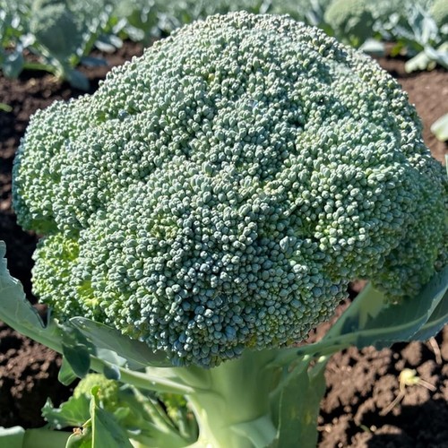 Calabrese broccoli vegetable - broccoli,