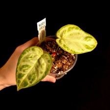 Anthurium warocqueanum x