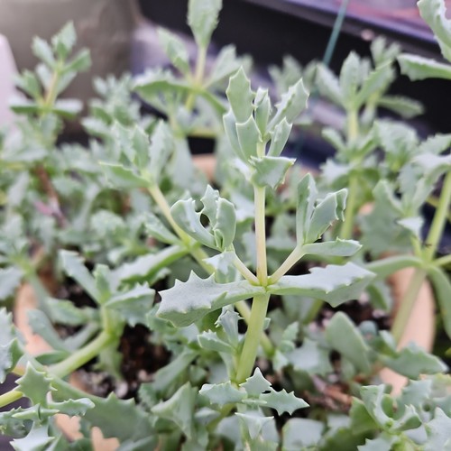 Oscularia deltoides pink ice - oscularia,