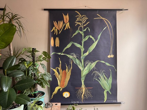 Vintage corn maize school - vintage,