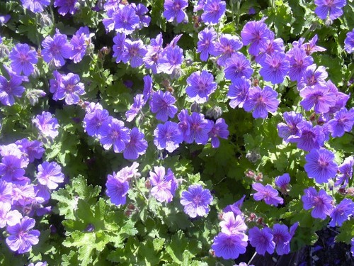 Geranium magnificum hardy - magnificum,