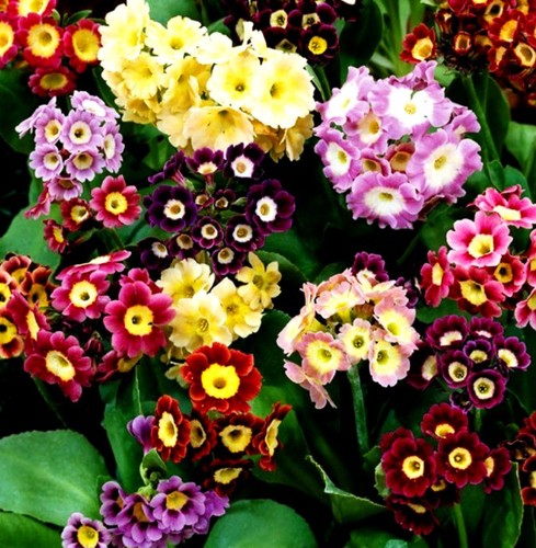 Plug plants primula - 6,