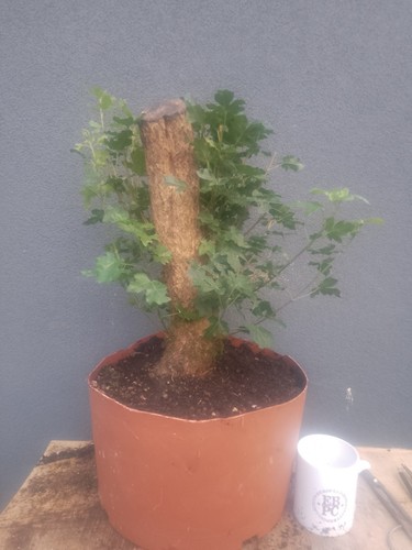 Field maple bonsai - maple, tree
