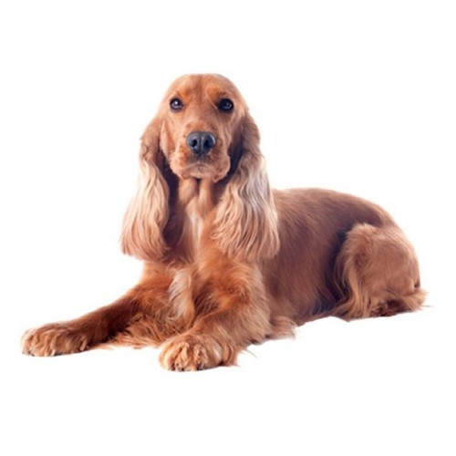 Pack welsh springer - pack, of