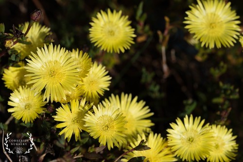Yellow lampranthus ice plant - plant,