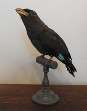 Victorian Taxidermy Oriental Dollarbird