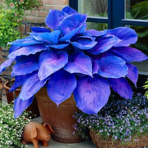 100 blue hosta plant seeds - blue,