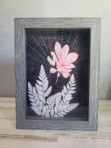 Pink orchid mantis picture